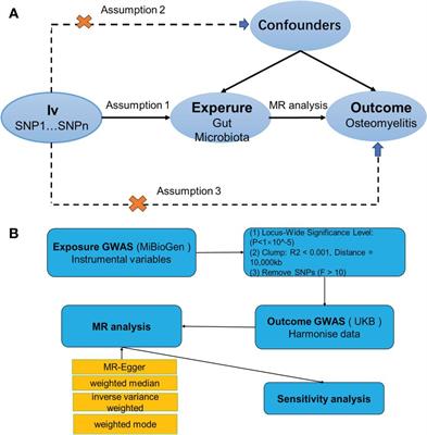 Causal associations between human gut microbiota and osteomyelitis: a Mendelian randomization study